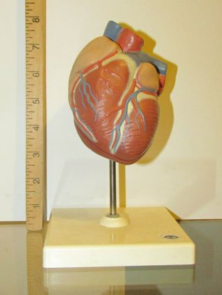 Vintage Rare Deutsches Hygiene Museum Anatomical 2 Pc Aorta Have A Heart Buyme
