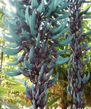 Blue Jade Vine Strongylodon Macrobotrys Live Potted Plant Rare Plant