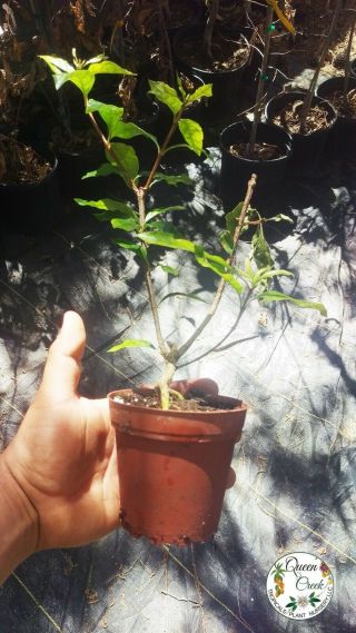 Blackberry Jam Fruit Randia Formosa Rosenbergiodendron Formosum Rare Live Plant