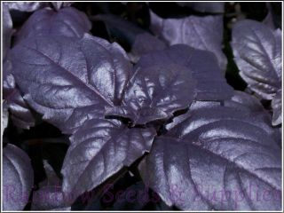 190mg " Purple Ruffles " Sweet Basil 100 Seed,  Dark Purple Frilly Rare Garden Herb
