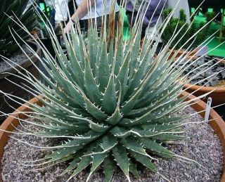 Agave Utahensis Eborispina Exotic Succulent Rare Cactus Seed Plant Aloe 50 Seeds