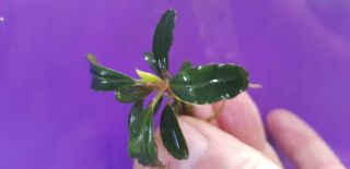 Bucephalandra Brownie Phoenix - Rare Live Aquarium Plant - Aquascaping
