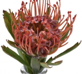Rare Rooted Protea Pin Cushion Red Flowers Not Seeds.  It’s A Live Plant Protea