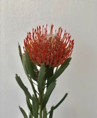 RARE Rooted PROTEA Pin Cushion Red Flowers NOT SEEDS.  It’s A Live plant Protea 2