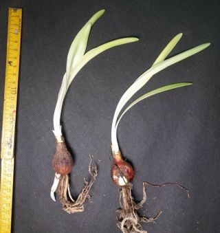 BIG Hippeastrum anzaldoi - ULTRA RARE bulbous ornamental plant,  geophyte 2