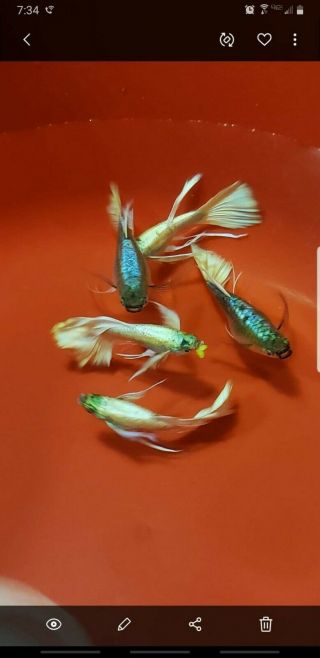 24k Gold Guppies Ribbon fin.  Very rare in the u.  s. 2