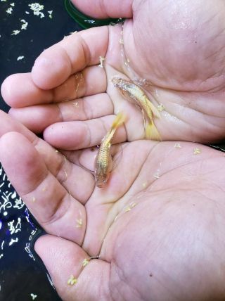 24k Gold Guppies Ribbon fin.  Very rare in the u.  s. 4