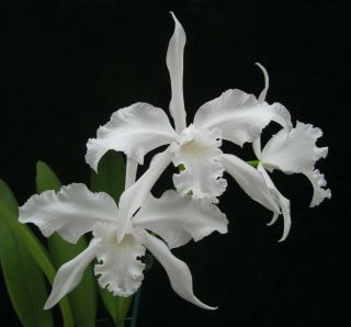 Rare Orchids - L Lobata Alba 