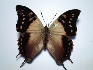 Real Butterfly/insect/moth Set/spread B4874 Rare Charaxes Cowina 7 Cm Madagascar