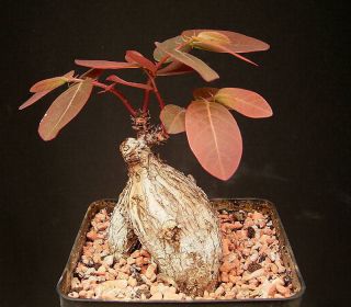 2 Bulbs Phyllanthus Mirabilis Plant Rare Bonsai Caudex Fresh Rock