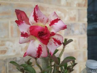 4 Years Old Adenium Desert Rose Grow From Seed Bonsai Very Rare 01