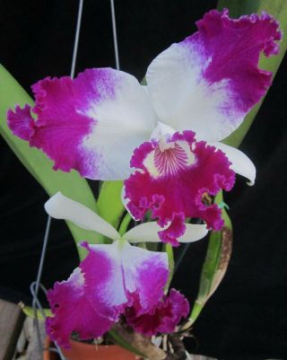 Rare Orchids - Lc White Spark 
