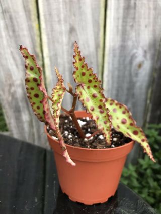 Live Begonia Plant In 4 " Pot - B.  Amphioxus - Rare Red Spots,  Dragon Terrarium