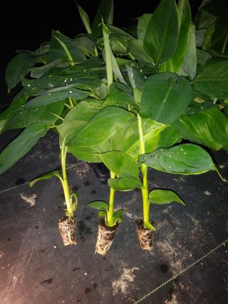" Goldfinger " Banana Tree Rare Plant Healthy Pesticide