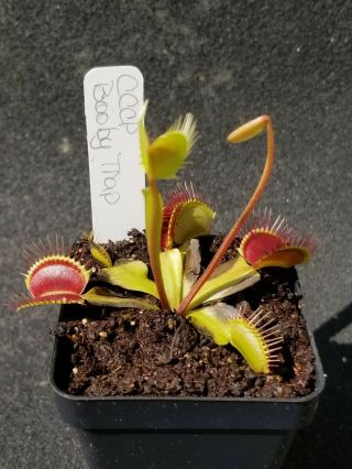 Rare Carnivorous Venus Flytrap Plant " Booby Trap "
