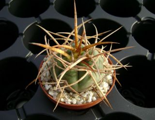 Gymnocalycium Spegazzinii Ssp.  Cardenasianum Own Root Rare Cactus 07138