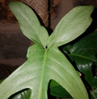 Philodendron Florida Ghost Rare Aroid