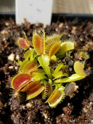 RARE Carnivorous Venus FlyTrap Plant 