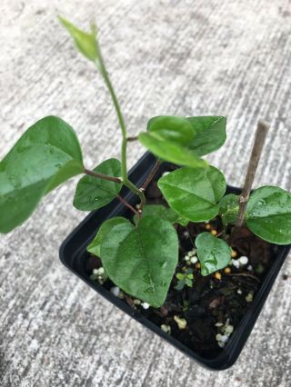 Rare Jelly Vine Tiliacora Triandra - Suong Sam - 2 Live Land Plants