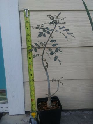 Boswellia Dioscoridis Rare Socotra Frankincense Awesome Seed Grown Plant
