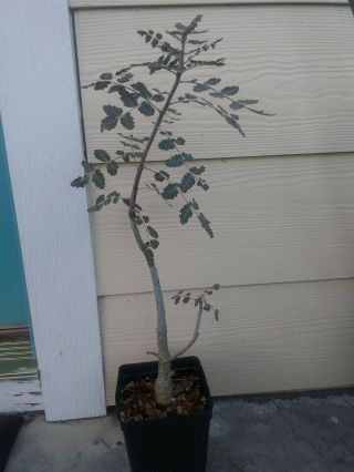 Boswellia dioscoridis Rare Socotra Frankincense Awesome Seed Grown Plant 2