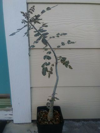Boswellia dioscoridis Rare Socotra Frankincense Awesome Seed Grown Plant 3