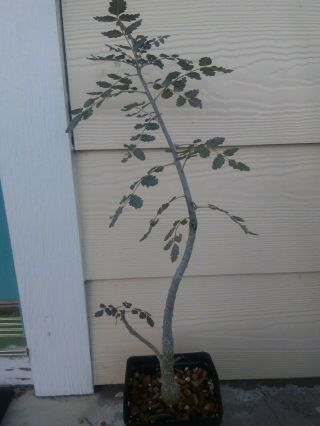 Boswellia dioscoridis Rare Socotra Frankincense Awesome Seed Grown Plant 4