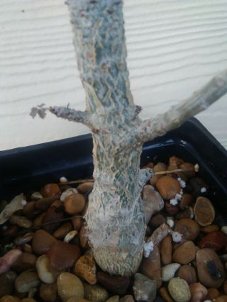 Boswellia dioscoridis Rare Socotra Frankincense Awesome Seed Grown Plant 7