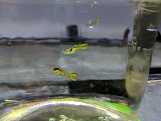 Rare 10 Rainbow Tiger Endler Fry With