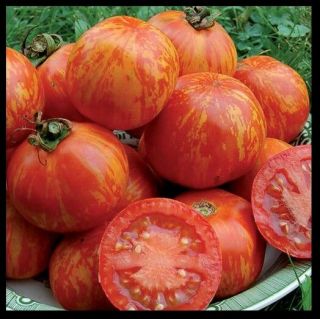Red Zebra Tomato 10 - 200 Seeds Rare Heirloom Very Productive Combined