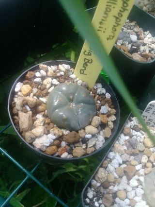 Ariocarpus L.  W Rare Exotic Cactus