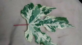 Variegated Porcelain Vine Rare,  &easy To Grow Colorful Lvs & Berries