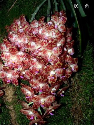 Phalaenopsis Gigantea,  Rare To Find Plug Size