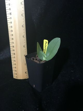 Phalaenopsis gigantea,  rare to find Plug Size 2