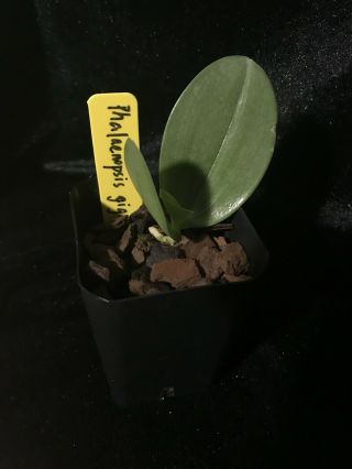 Phalaenopsis gigantea,  rare to find Plug Size 4