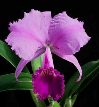 Rare Orchids - C Trianaei 