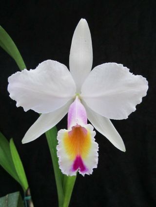 Rare Orchids - C Quadricolor 
