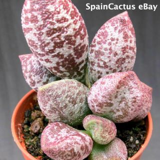 Adromischus Marianiae Var.  Alveolatus “borhansplect” Rare Succulent Plant 2/6