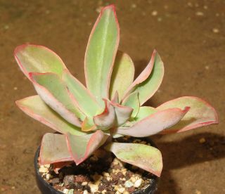 Echeveria Australis 6cm Rare Succulent Plant Ariocarpus Aztekium Crassula Aloe Y