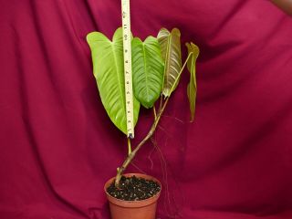 Anthurium Species Rare Aroid Plant Philodendron 3