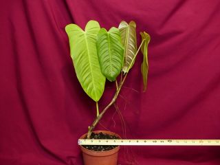 Anthurium Species Rare Aroid Plant Philodendron 4