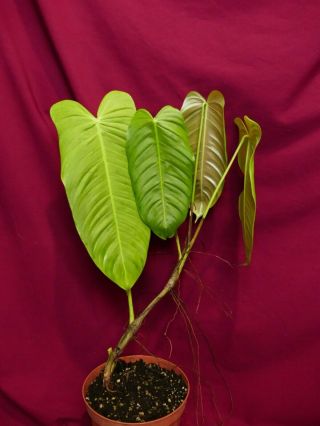 Anthurium Species Rare Aroid Plant Philodendron 5