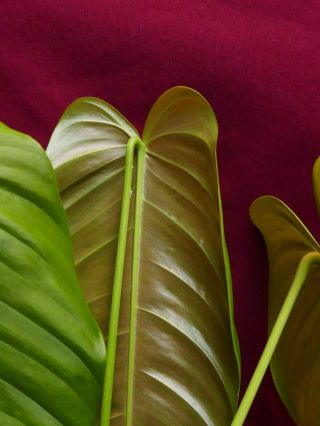 Anthurium Species Rare Aroid Plant Philodendron 6