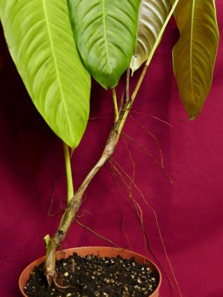 Anthurium Species Rare Aroid Plant Philodendron 8