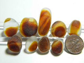 9 Multi M - Xl Amber Orange Nut Lemon 1oz Jq Rare Seaham English Sea Glass