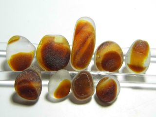 9 Multi M - XL Amber Orange Nut Lemon 1oz JQ RARE Seaham English Sea Glass 5