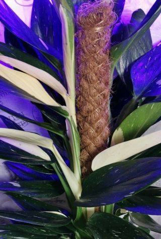 Rare Philodendron Variegated Standleyana Monstera Houseplant X1 Starter Plant 