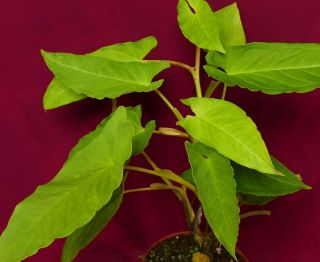 Xanthosoma Species 6 " Pot Rare Terrarium Aroid Plant Philodendron Anthurium