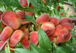Rare - Ultra Productive Flat Peaches - European Variety - 3 Fresh Cuttings
