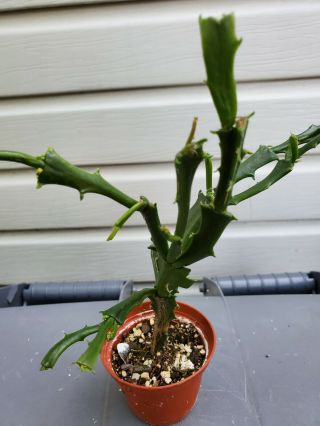 Enigma Schlumbergera Zygocactus Rare Christmas Cactus Mature Plant U.  S.